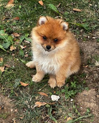 Cuccioli della Pomerania