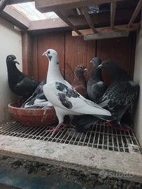 Colombi viaggiatori