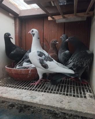 Colombi viaggiatori