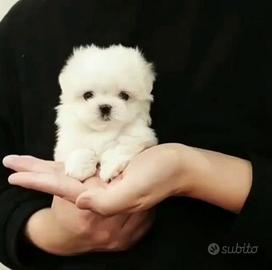 Maltese toy