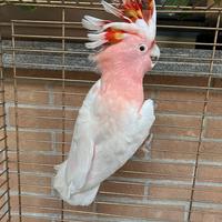 Pappagallo