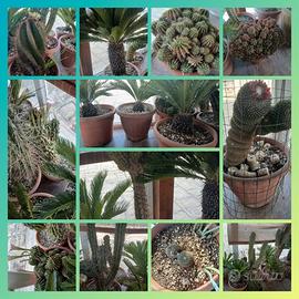 Piante grasse