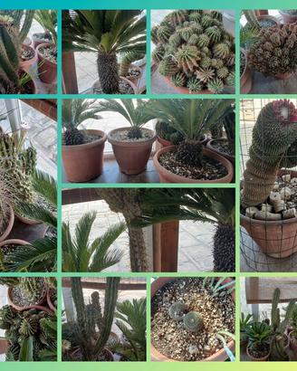 Piante grasse
