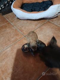 Cuccioli di chihuahua