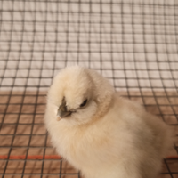 Galline Moroseta
