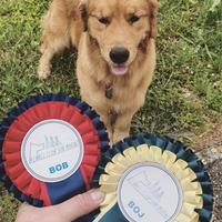 Golden Retriever Americano in monta