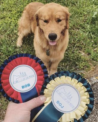 Golden Retriever Americano in monta