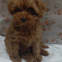 Barboncina mini toy 75 giorni