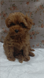 Barboncina mini toy 75 giorni