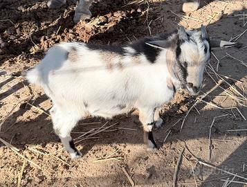Capre tibetane