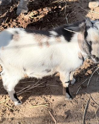 Capre tibetane