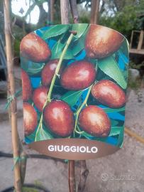 pianta giuggiolo  già con frutti altezza cm. 170