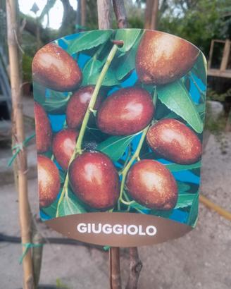 pianta giuggiolo  già con frutti altezza cm. 170