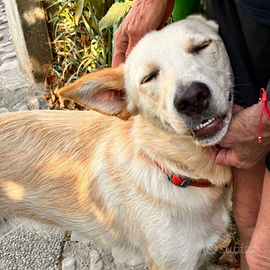 Romeo, 1 anno e mezzo, taglia media contenuta