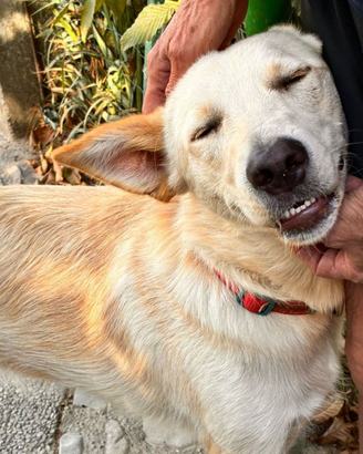 Romeo, 1 anno e mezzo, taglia media contenuta