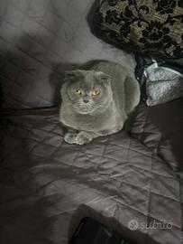 Gatta Scottish fold accoppiamento