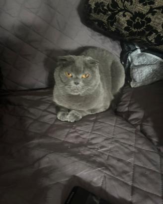 Gatta Scottish fold accoppiamento