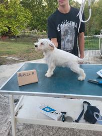 Cuccioli schnauzer nani bianchi