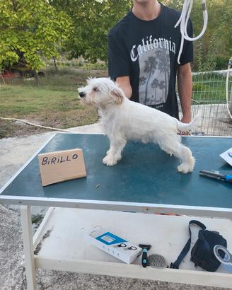 Cuccioli schnauzer nani bianchi