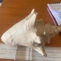 Conchiglie provenienza Giamaica