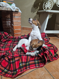 Jack russell vaccini completi