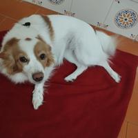 Cane meticcio femmina di 2 anni beige