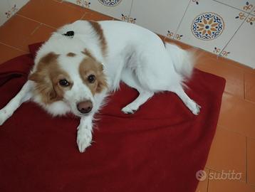 Cane meticcio femmina di 2 anni beige