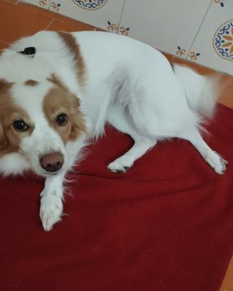 Cane meticcio femmina di 2 anni beige