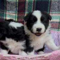 Border collie