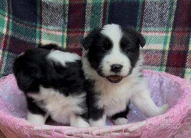 Border collie