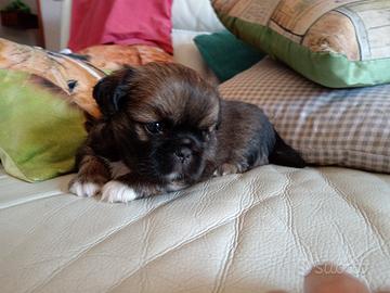 Cucciola di cane