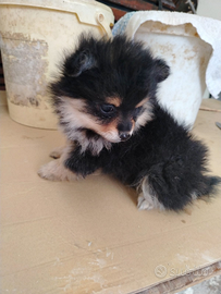 Pomerania black and tan