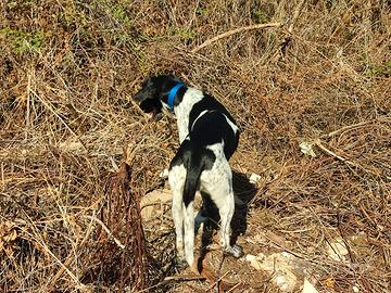 Cani da caccia
