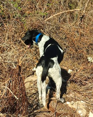 Cani da caccia