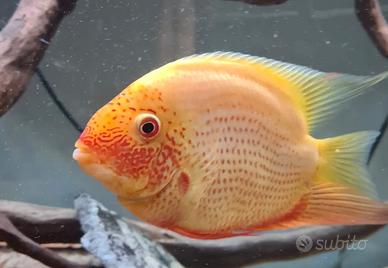 Severum gold red spotted