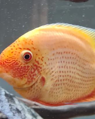 Severum gold red spotted