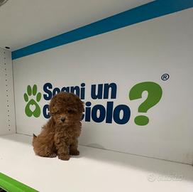 Barboncino mini toy red rosso disponibili