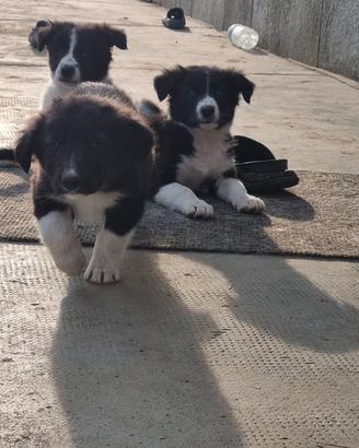 Border collie