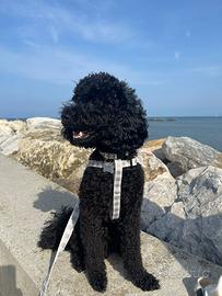 Barboncino nano piccolo