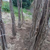 Piante di nocciola 