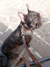 Maschio bulldog francese 1