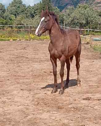 Puledro maschio
