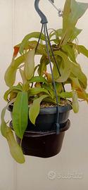 Nepenthes x Louisa in substrato 100% inorganico
