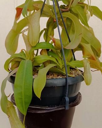 Nepenthes x Louisa in substrato 100% inorganico