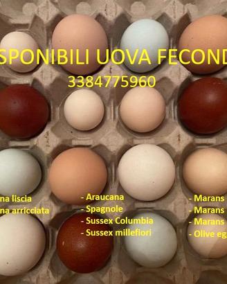 Polli ornamentali