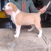 Cucciolo di pastore dell Asia centrale "alabai"