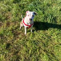 Donazione cagnolina di amstaff