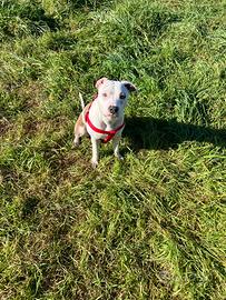 Donazione cagnolina di amstaff