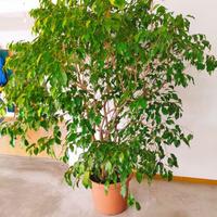 Pianta sempre verde da vaso Ficus Benjamin