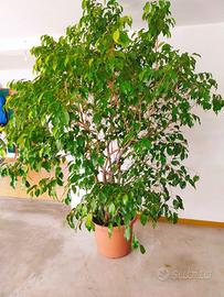 Pianta sempre verde da vaso Ficus Benjamin